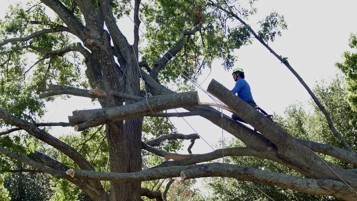 Professional Crown Thinning performed by certified arborists in Poseyville