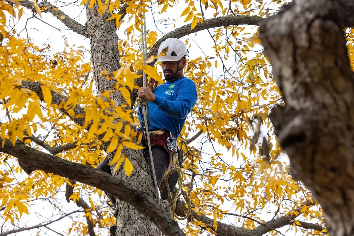 Skilled Tree Trimming crew working in Poseyville